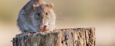 comment trouver un bon deratiseur saint quentin